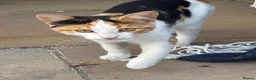 Mixed Breed cats for sale: 2 boys and a girl for sale  - Advert 7