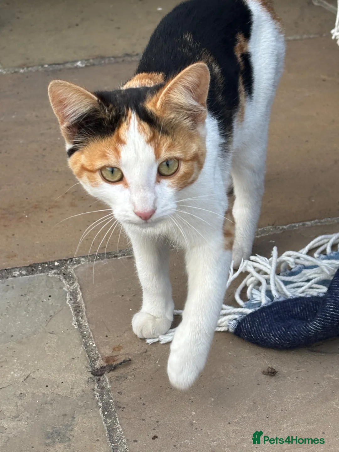 Mixed Breed cats for sale: 2 boys and a girl for sale  - Advert 7