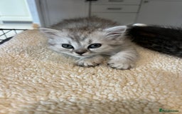 Persian cats for sale: Persian chinchilla x Bengal  - Image 2
