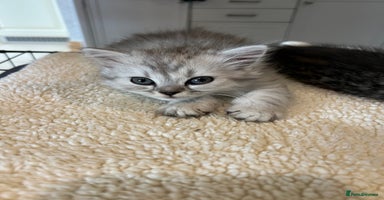 Persian cats - Advert 7