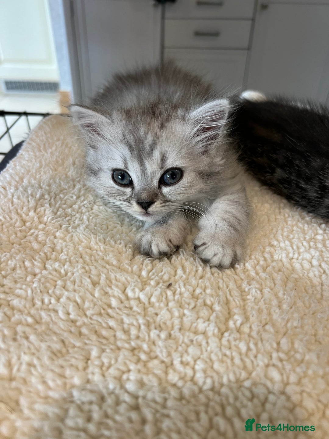 Persian cats for sale: Persian chinchilla x Bengal  - Image 2