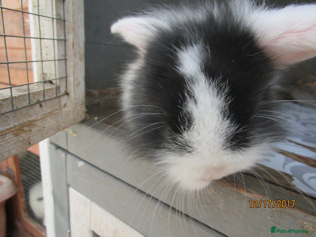 English Lop rabbits for sale: adorable rabbits for adoption - Advert 4