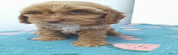 Cockapoo dogs for sale: Beautiful cockapoo puppies ready now - Advert 11