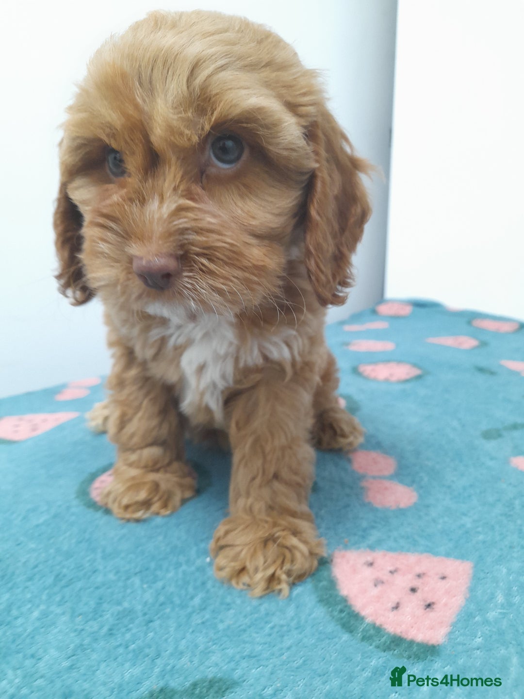 Cockapoo dogs for sale: Beautiful cockapoo puppies ready now - Advert 11