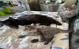 Persian cats for sale: Last Kitten Available! Persian silver black female - Image 28
