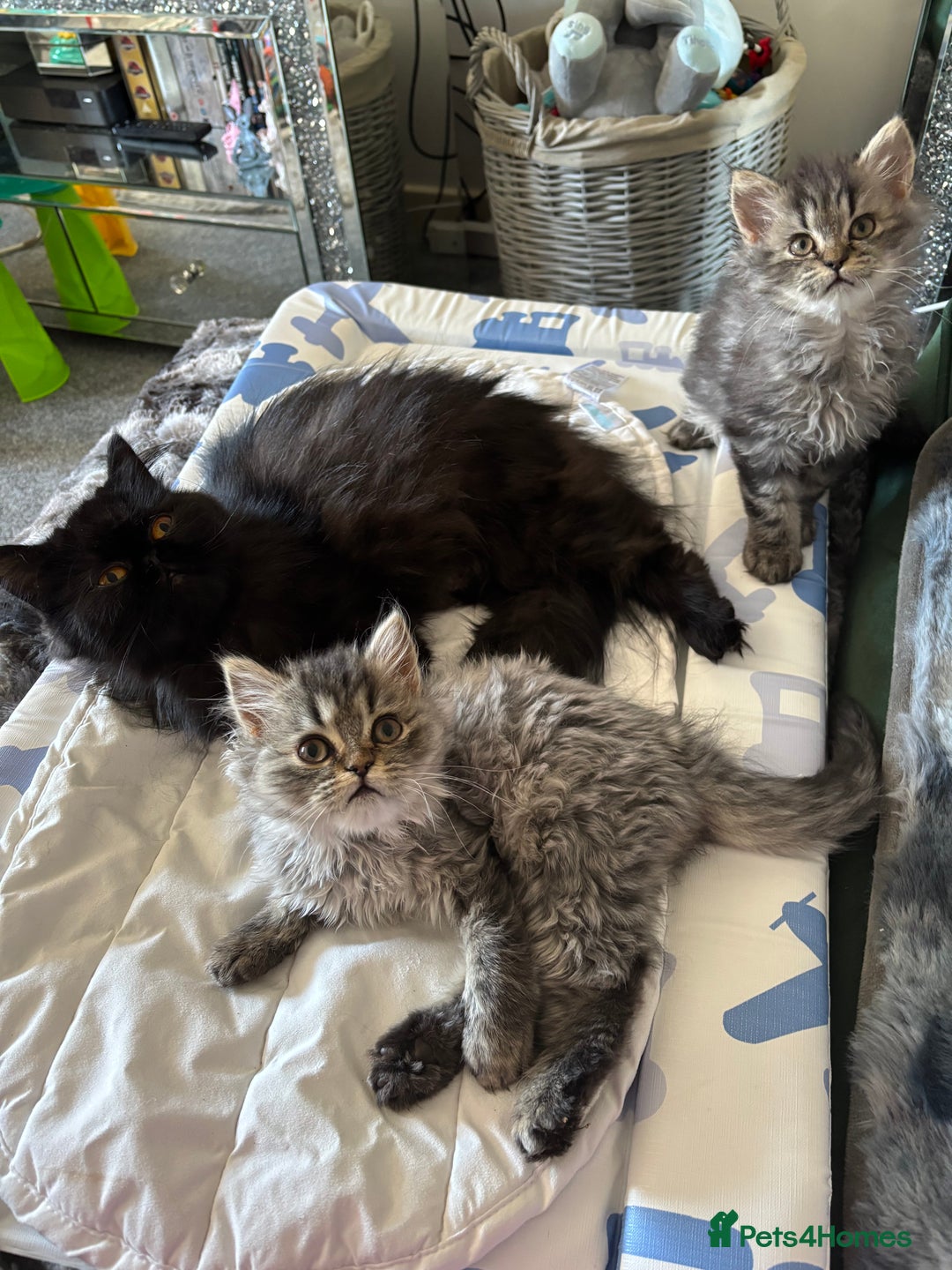 Persian cats for sale: Last Kitten Available! Persian silver black female - Image 28