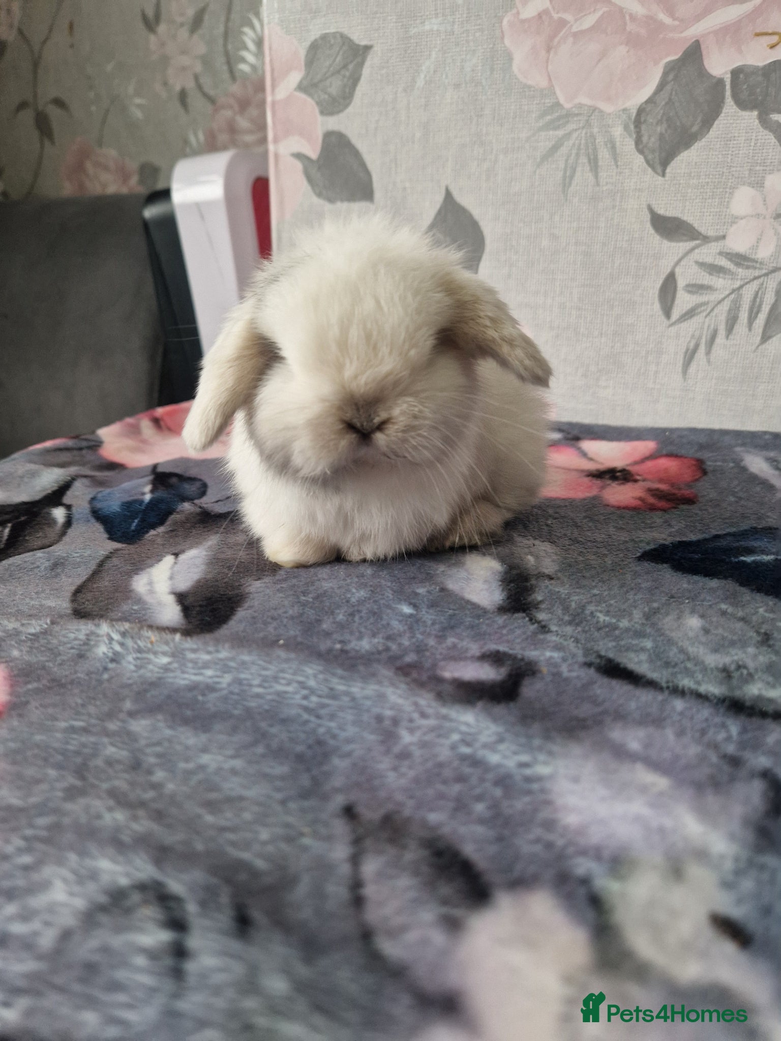 Mini Lop rabbits MINILOP stunning baby - Advert 19