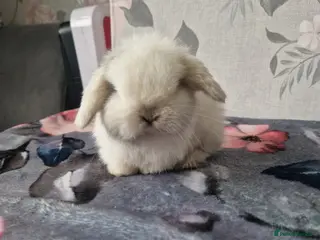 Mini Lop rabbits MINILOP stunning baby - Advert 19