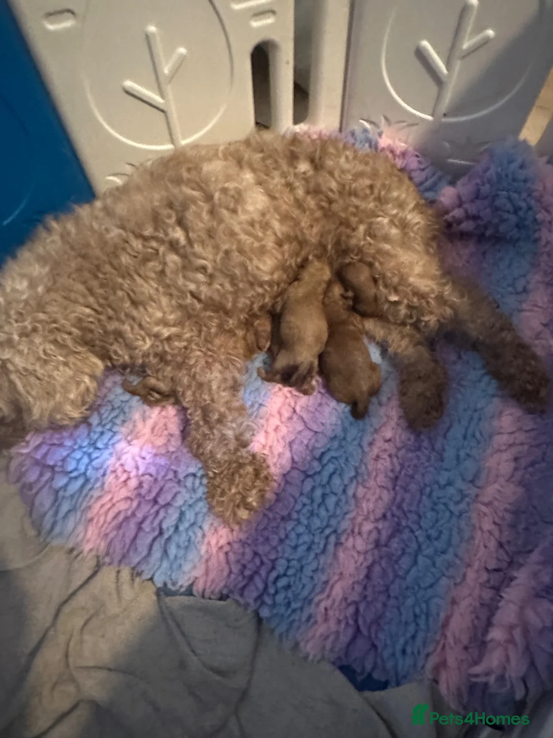 Cavapoo dogs for sale: Cavapoo puppies  - Advert 1