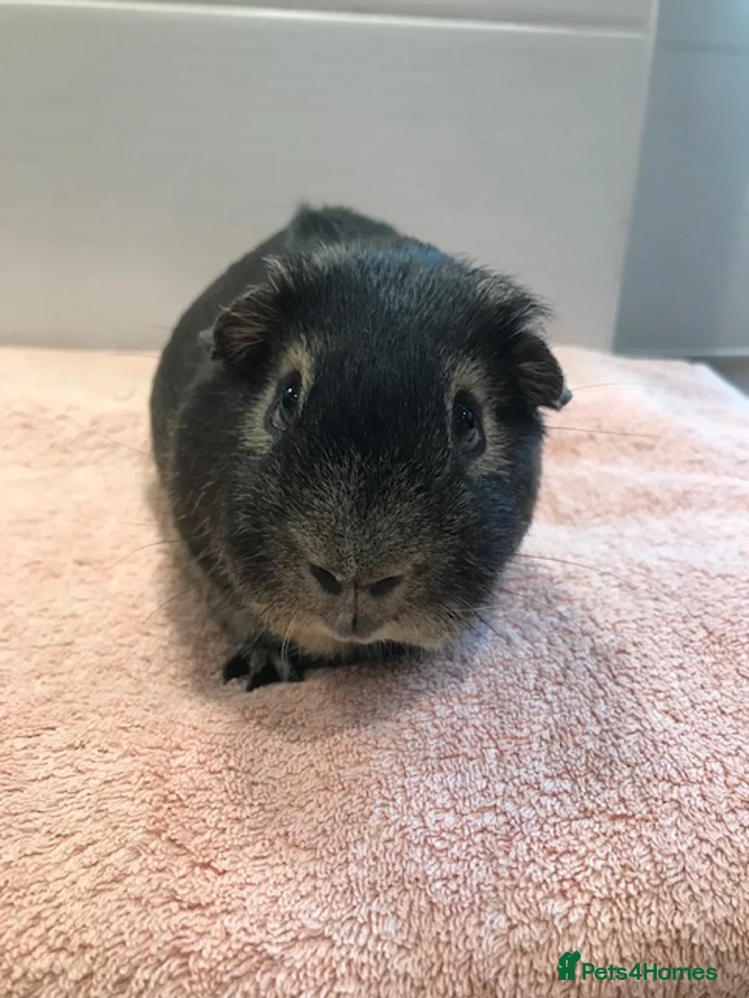 Guinea Pig rodents for sale: Otter Sow, Otter Boar and Pair of Pigs - Advert 7