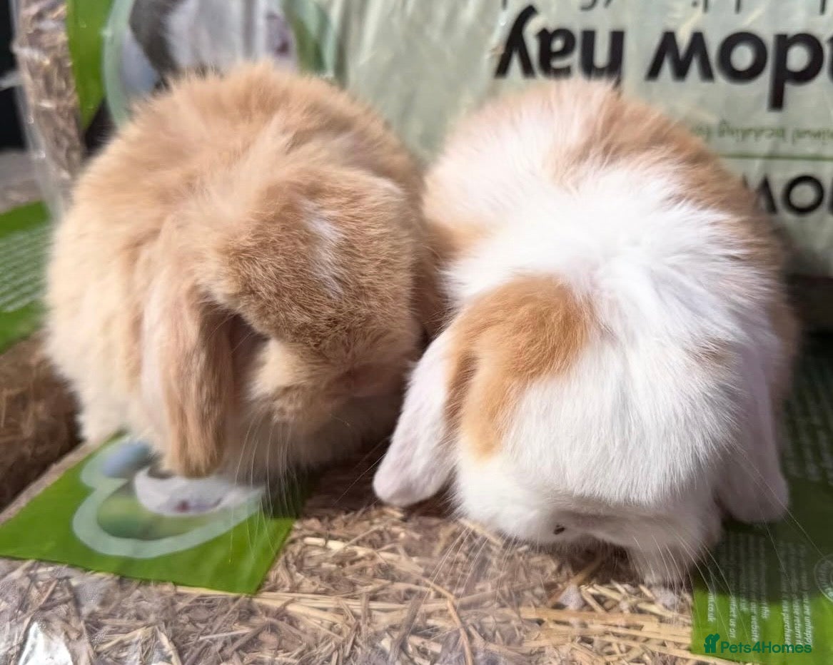 Mini Lop rabbits stunning purebred mini lop baby boy - Advert 5