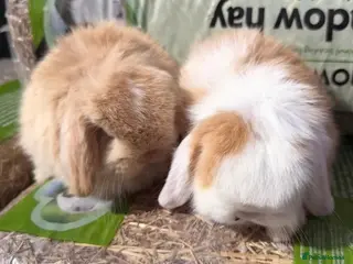 Mini Lop rabbits stunning purebred mini lop baby boy - Advert 1