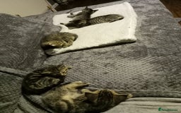 Domestic Shorthair cats for sale: Three female Domestic Shorthair - Image 6