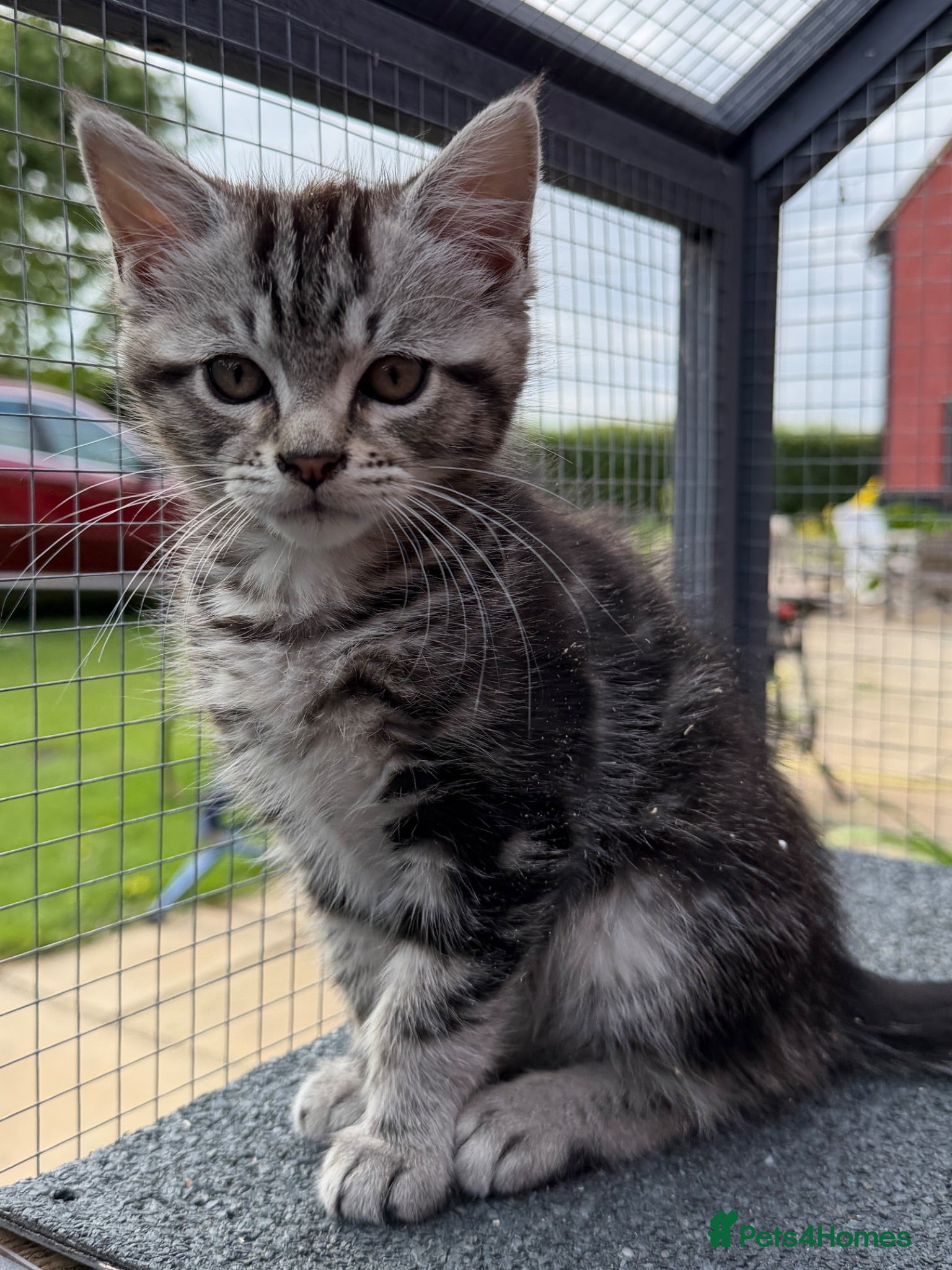 Mixed Breed cats Last Beautiful Maine Coon Cross Female Kitten - Advert 20