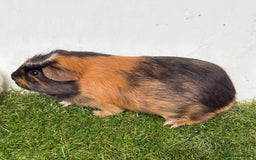 Guinea Pig rodents for sale: Very calm, friendly Guinea pig girls ready now  - Image 5