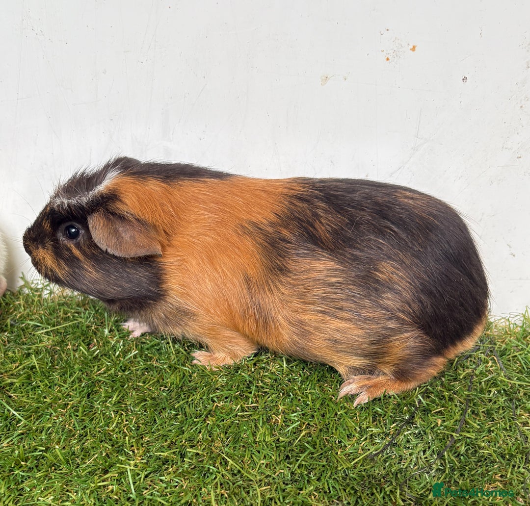 Guinea Pig rodents for sale: Very calm, friendly Guinea pig girls ready now  - Image 5