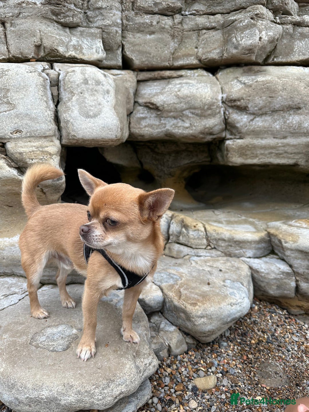 Chihuahua dogs for stud: Chihuahua short hair  - Advert 3