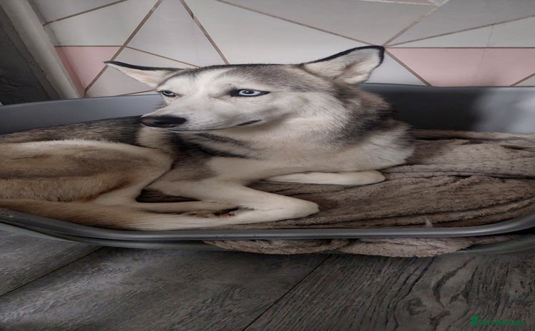 Siberian Husky dogs - Advert 1