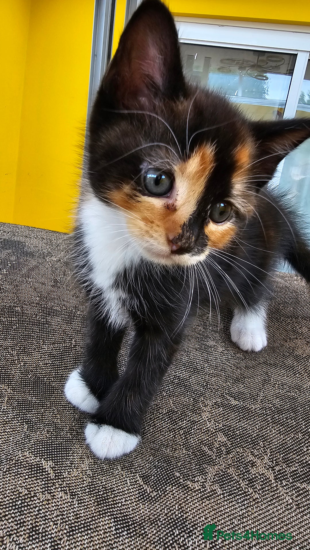 Mixed Breed cats for sale: Beautiful kittens for sale - Image 3