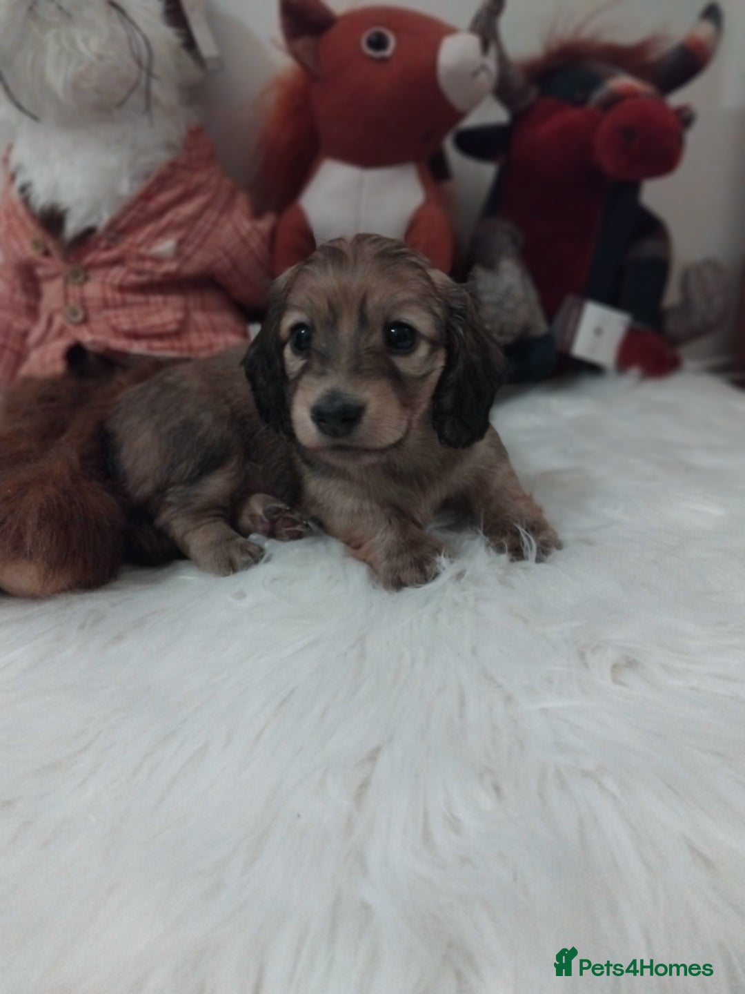 Miniature Dachshund dogs for sale: Miniture long haired dachshund puppies for sale  - Advert 4