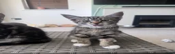 Mixed Breed cats for sale: Maine Coone cross female kittens - Advert 4