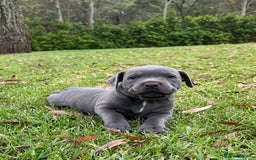 Staffordshire Bull Terrier dogs for sale: Pure English blue Staffy M/F s - Advert 7