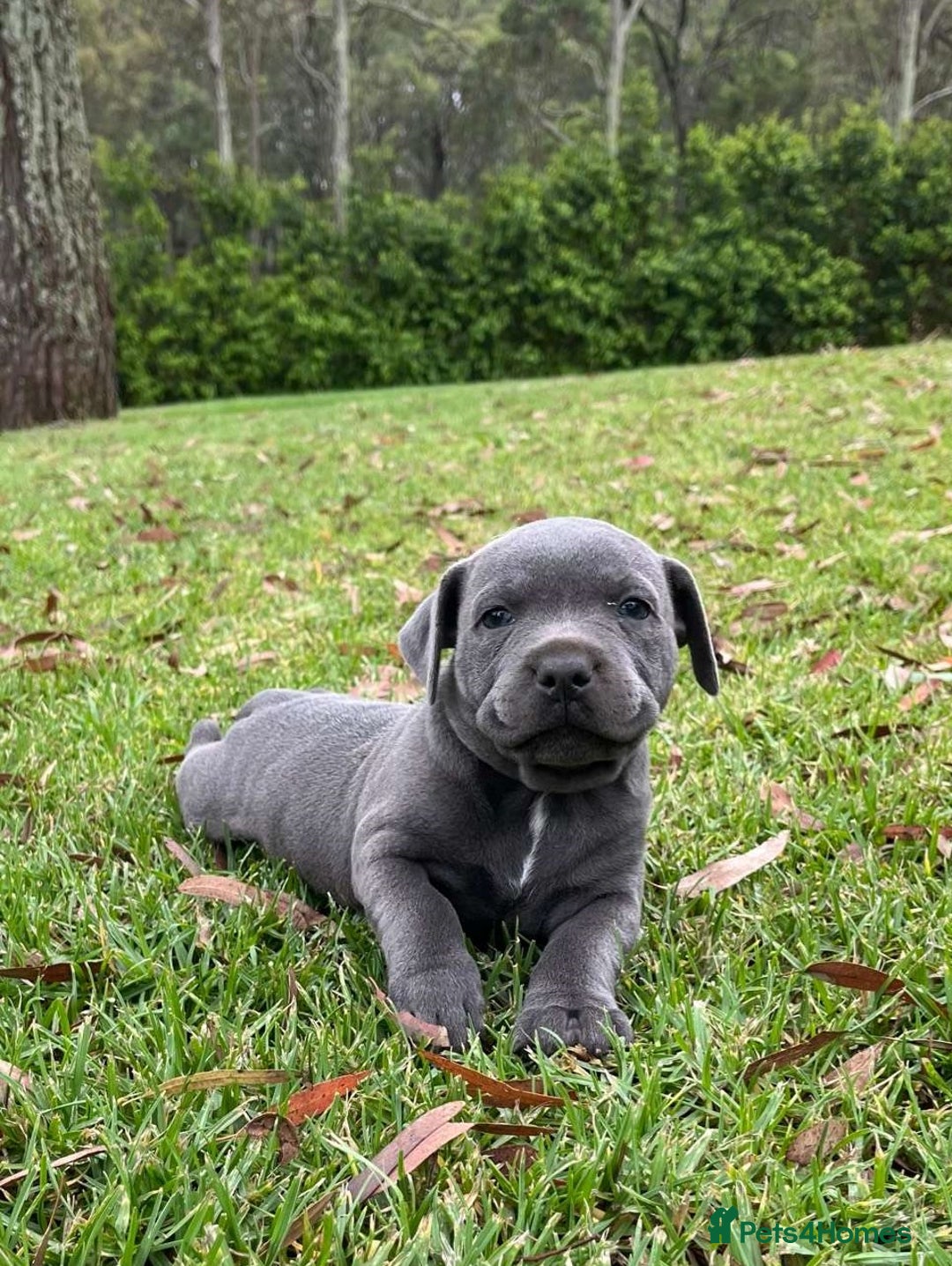 Staffordshire Bull Terrier dogs for sale: Pure English blue Staffy M/F s - Advert 7