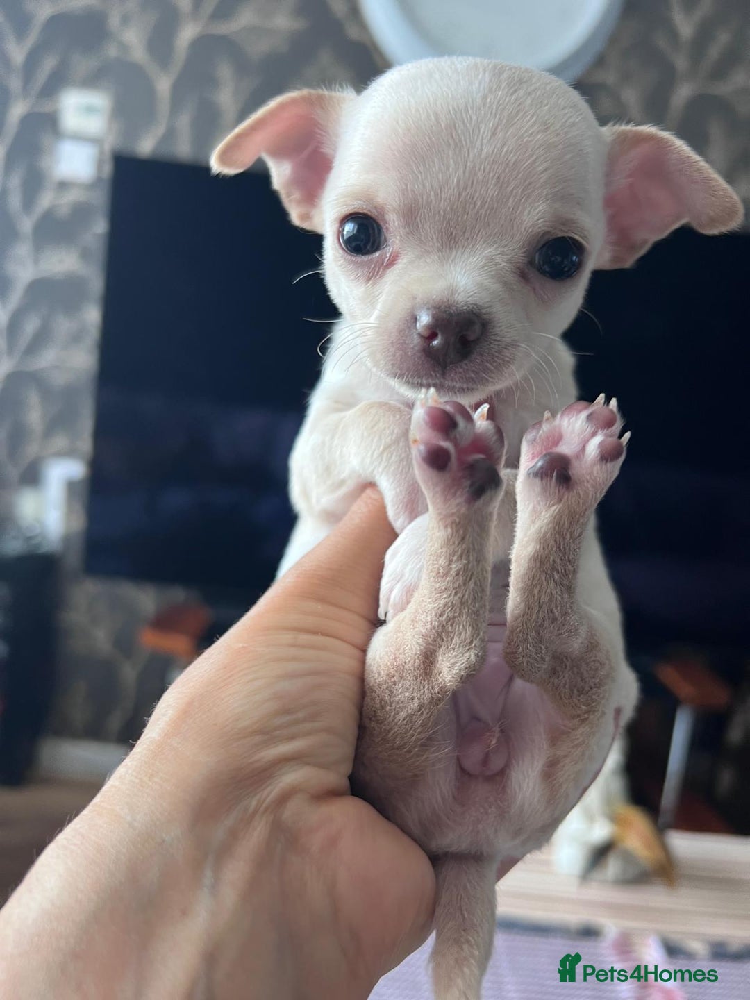 Chihuahua dogs for sale: Chihuahua puppies smooth coat - Image 8