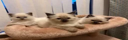 Ragdoll cats for sale: Ragdoll kittens looking for their forever homes in King's Lynn - Advert 1