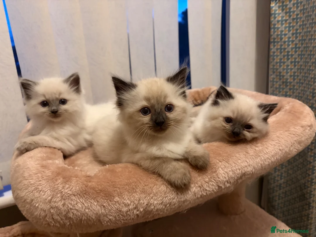 Ragdoll cats for sale: Ragdoll kittens looking for their forever homes in King's Lynn - Advert 1