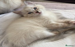 Ragdoll cats for sale: 😻 2 HANDSOME 11 WEEK OLD MALE RAGDOLL KITTENS 😻 - Image 16