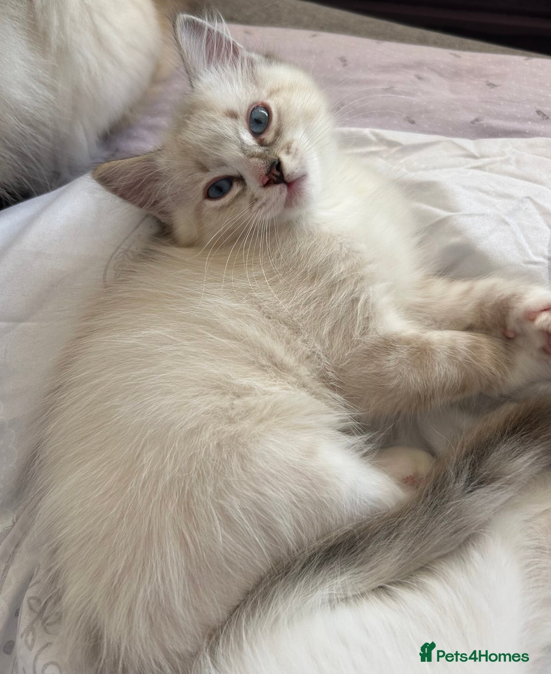 Ragdoll cats for sale: 😻 2 HANDSOME 11 WEEK OLD MALE RAGDOLL KITTENS 😻 - Image 16