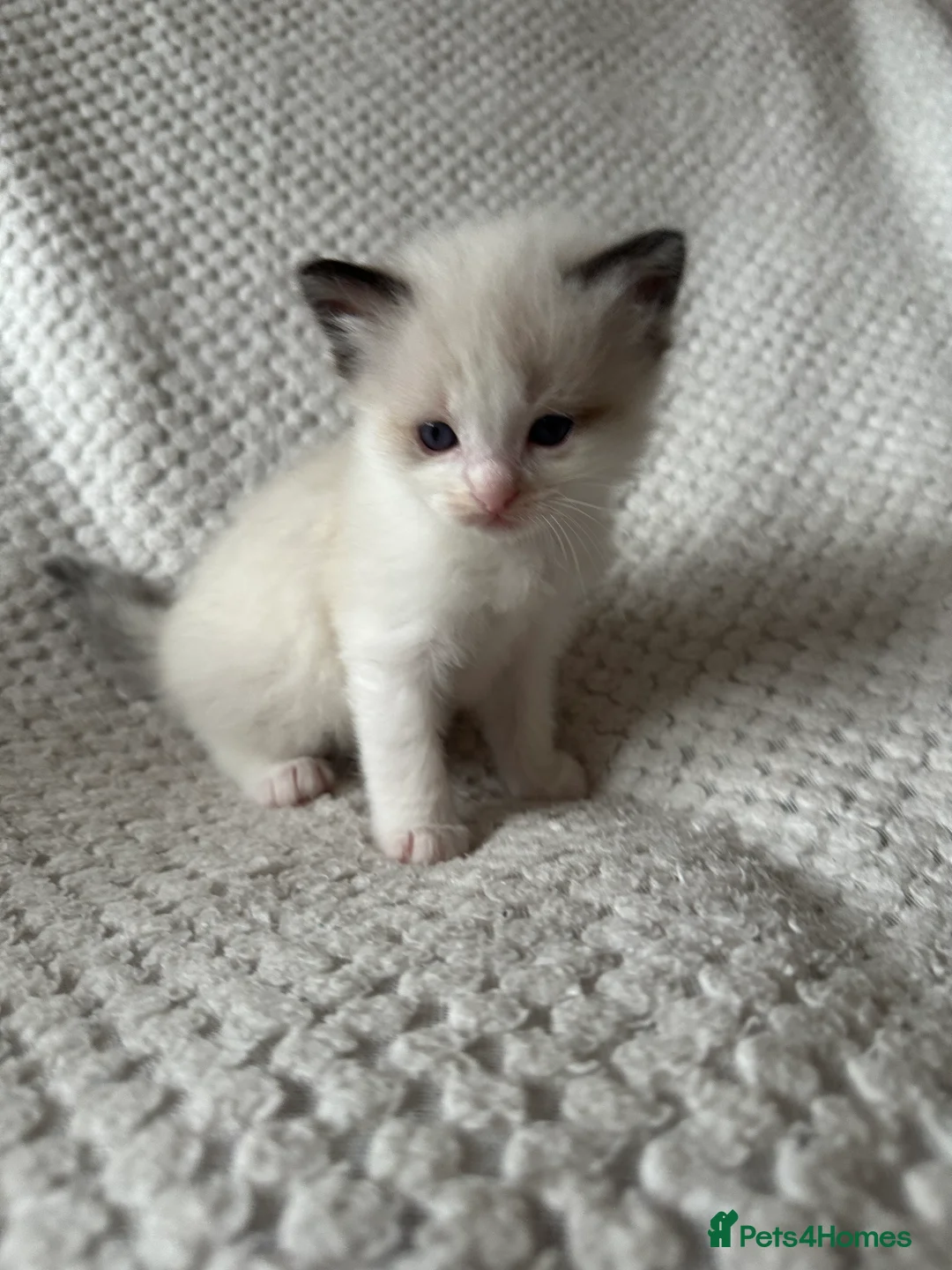 Ragdoll cats for sale: Purebred ragdoll kittens  - Advert 3