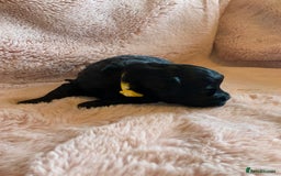 Schnoodle dogs for sale: LAst GIRL REDUCED READY NOW  - Image 26