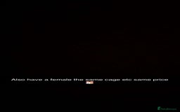 Hamster rodents for sale: Hamster’s 🐹 - Image 1