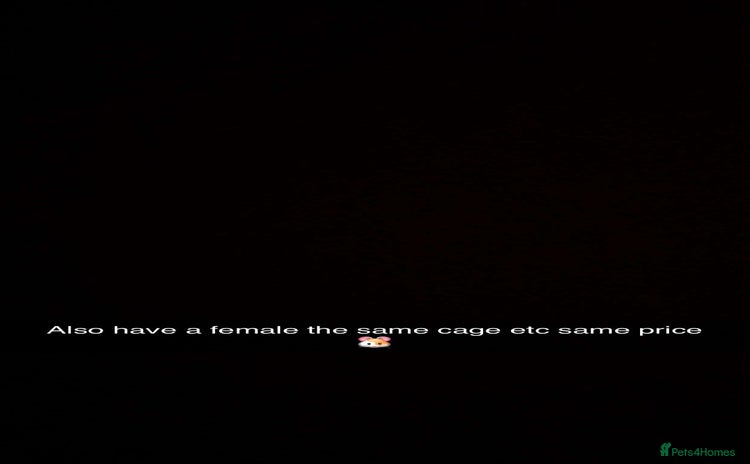 Hamster rodents - Advert 1