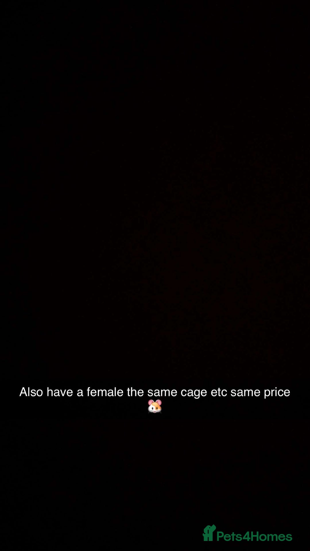 Hamster rodents for sale: Hamster’s 🐹 - Image 1