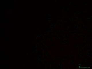 Hamster rodents for sale - Advert 1