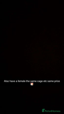 Hamster rodents - Advert 1