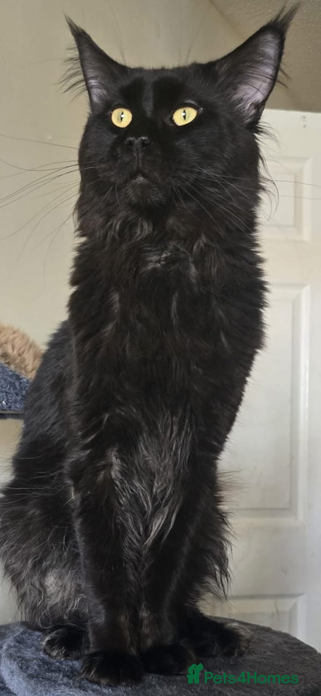 Maine Coon cats for sale: 8 month old Maine coon  - Advert 8