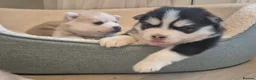 Pomsky dogs for sale: Mini Husky F4 Pomsky Puppies–Fluffy,Husky Markings - Advert 35