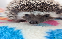 Pygmy Hedgehog rodents for sale: Beautiful Baby Hoglets Ready Now - Image 4