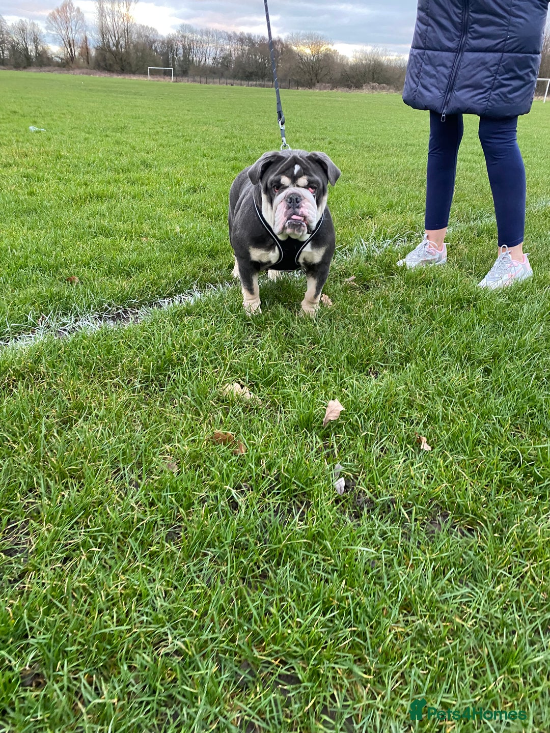 English Bulldog dogs for sale: English bulldog  - Advert 5