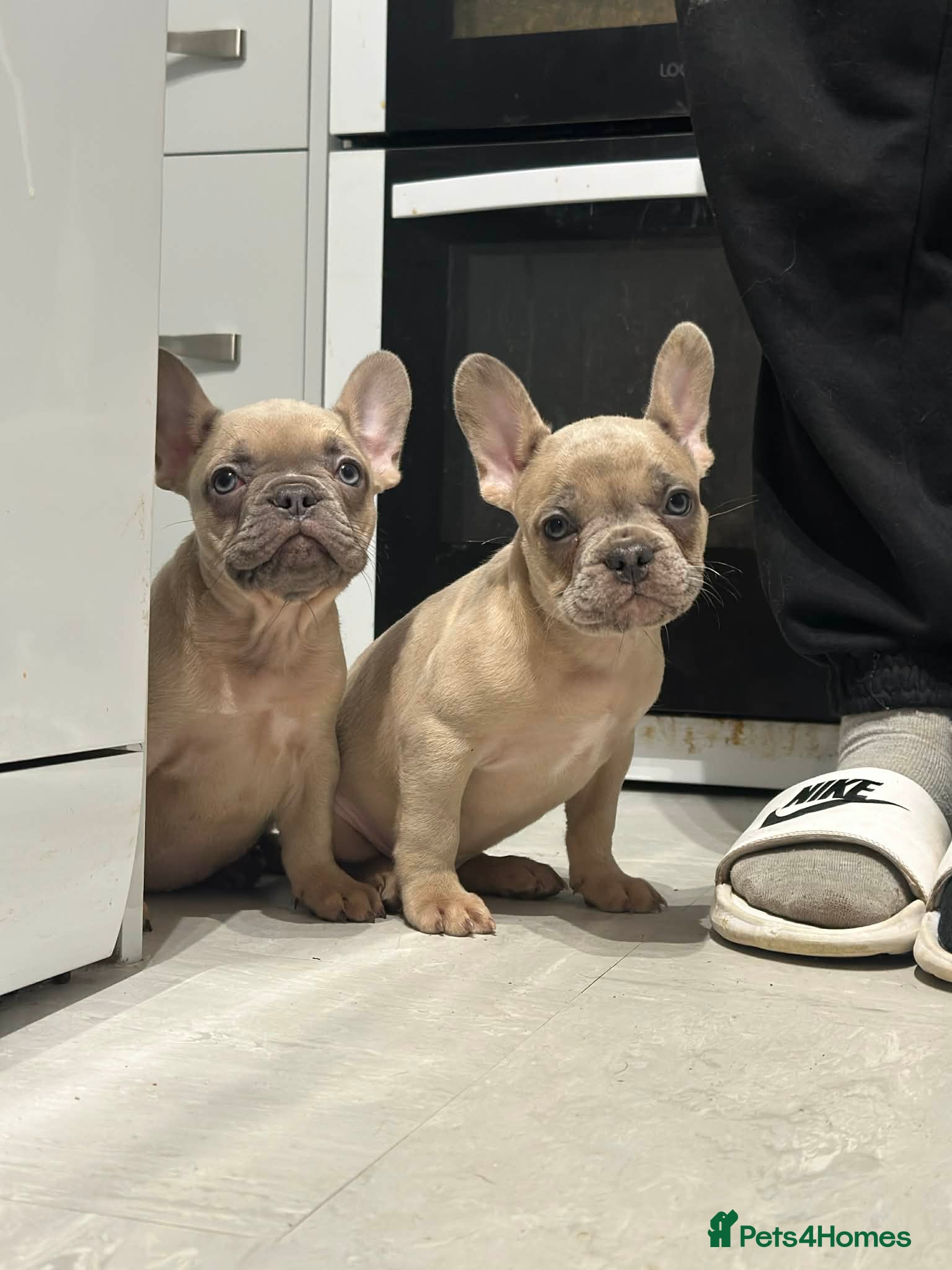 French Bulldog dogs 2 Blue fawn Gorgeous lap warmers left 🐶  - Advert 5
