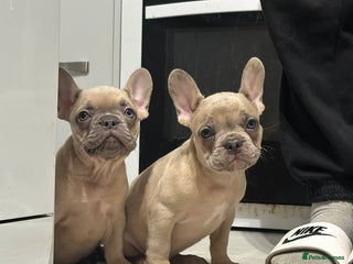 French Bulldog dogs 2 Blue fawn Gorgeous lap warmers left 🐶 - Advert 5