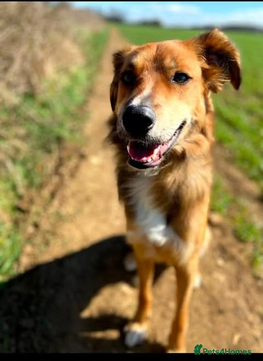 Mixed Breed dogs for adoption: Meet Bear, currently residing in Lincolnshire  in Lincoln - Advert 1