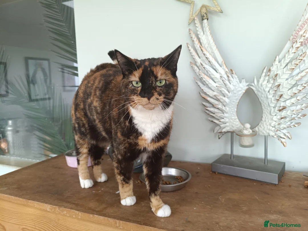 Mixed Breed cats for sale: 5 star home wanted! - Advert 2