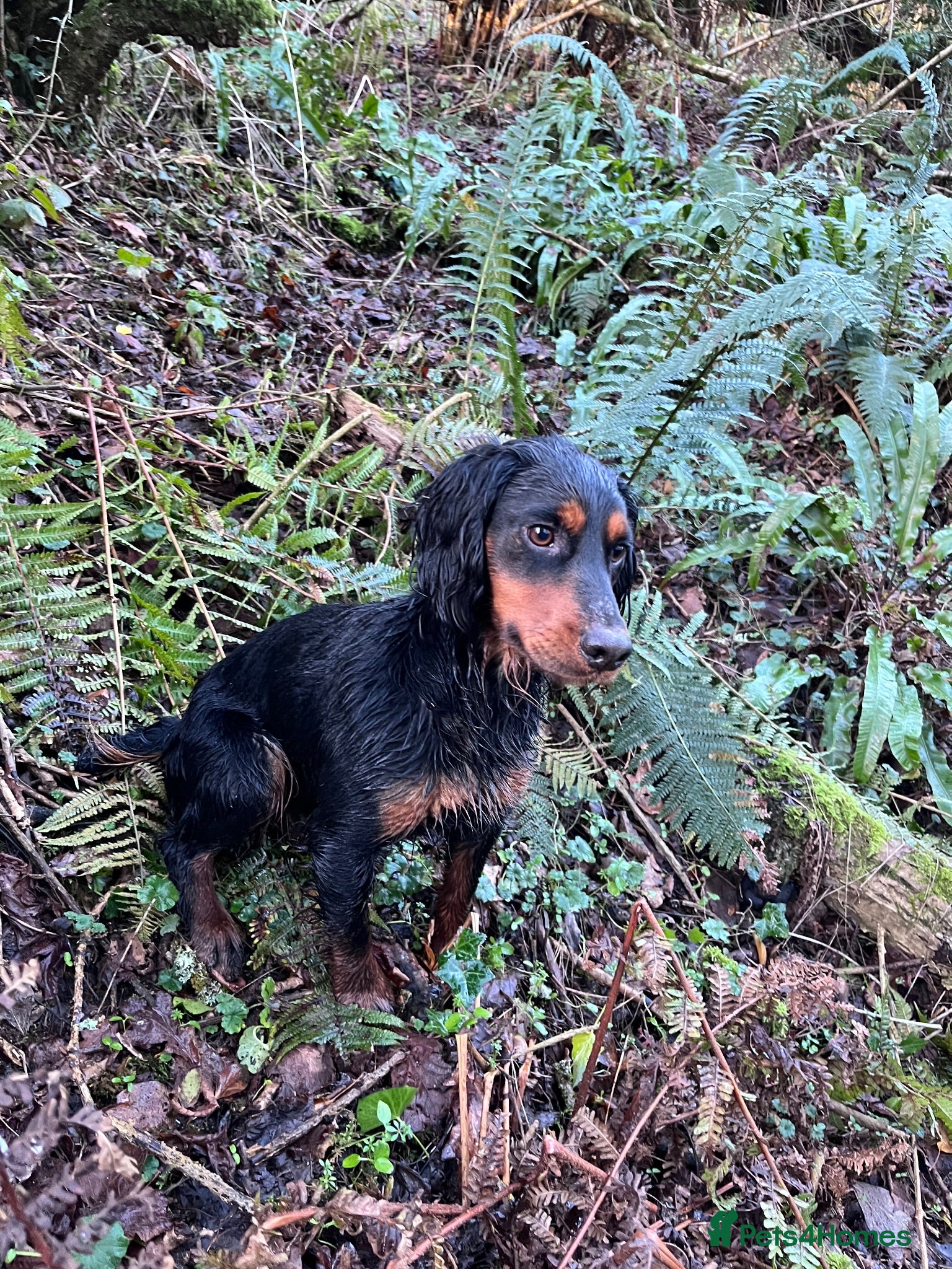 Cocker Spaniel dogs Bold Cocker Spaniel   - Advert 1