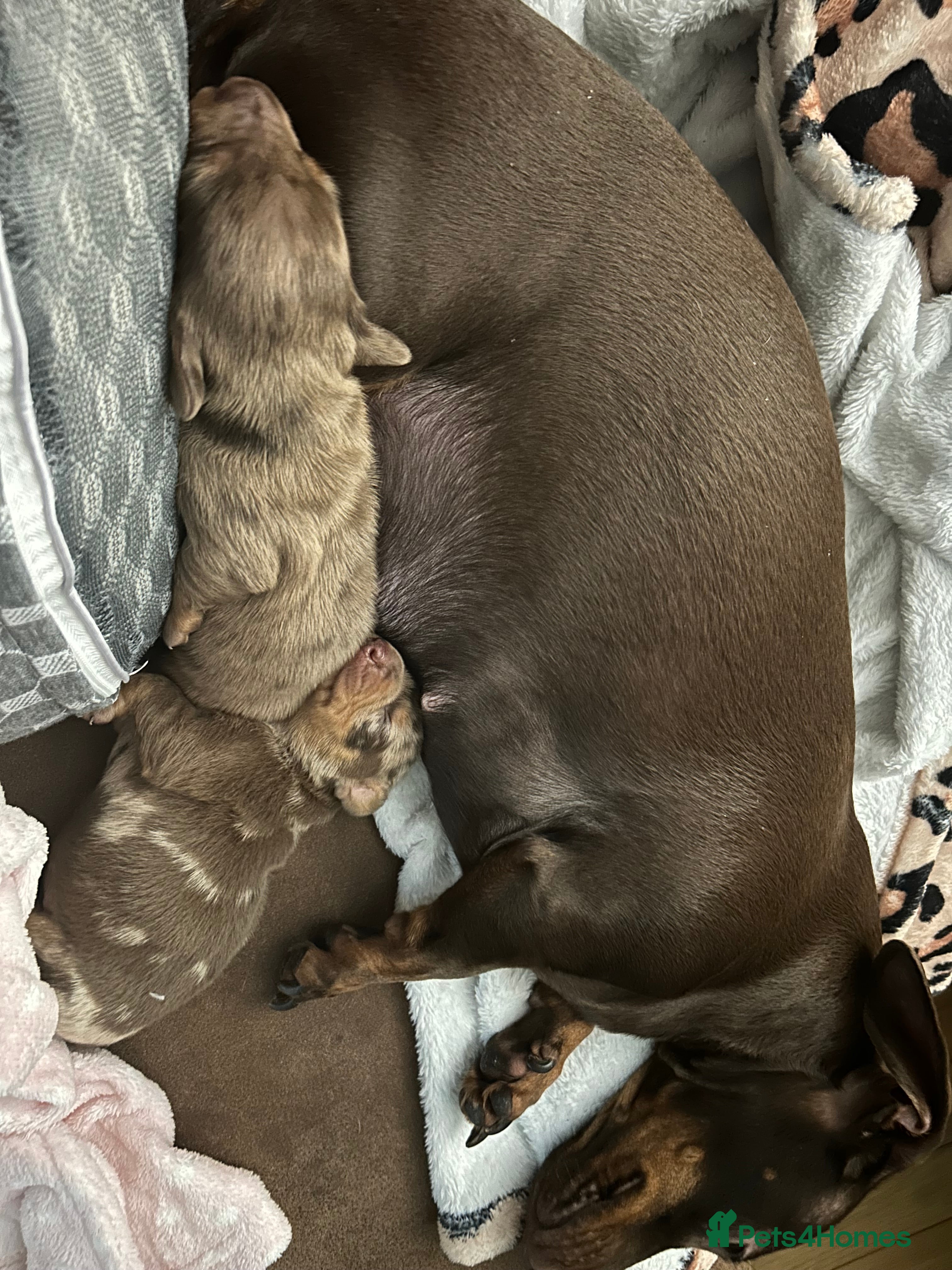 Miniature Dachshund dogs 1 little girl, miniature dapple dachshund - Advert 1