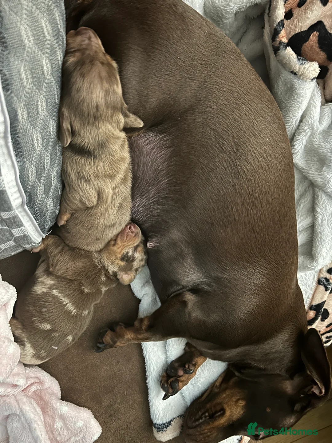 Miniature Dachshund dogs for sale: 1 little girl, miniature dapple dachshund in Rotherham - Advert 1